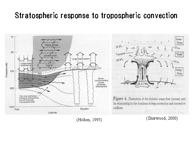 Stratospheric response to tropospheric convection